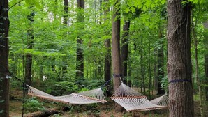 Een bos met twee hangmatten tussen bomen gespannen.