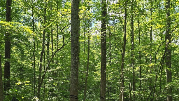 A forested area with a hammock and Adirondack chairs, a fire pit, and a pile of logs. - Log Cabin 9 at Osborn Boat Ramp on Patoka Lake (Jackson Township)