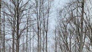Una cabaña de madera con balcón, rodeada de árboles cubiertos de nieve.