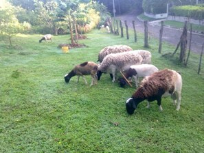 A grassy outdoor area with several sheep grazing. - Organic Farm with Majestic Sea & Mountain View Unit 1 (Bluefields)