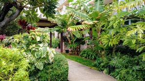 Property grounds - Puako Condo 102 ~ Ground Floor Unit ~ Pool (Waimea)