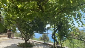 Un vigneto con file di viti e vista sul mare in lontananza.