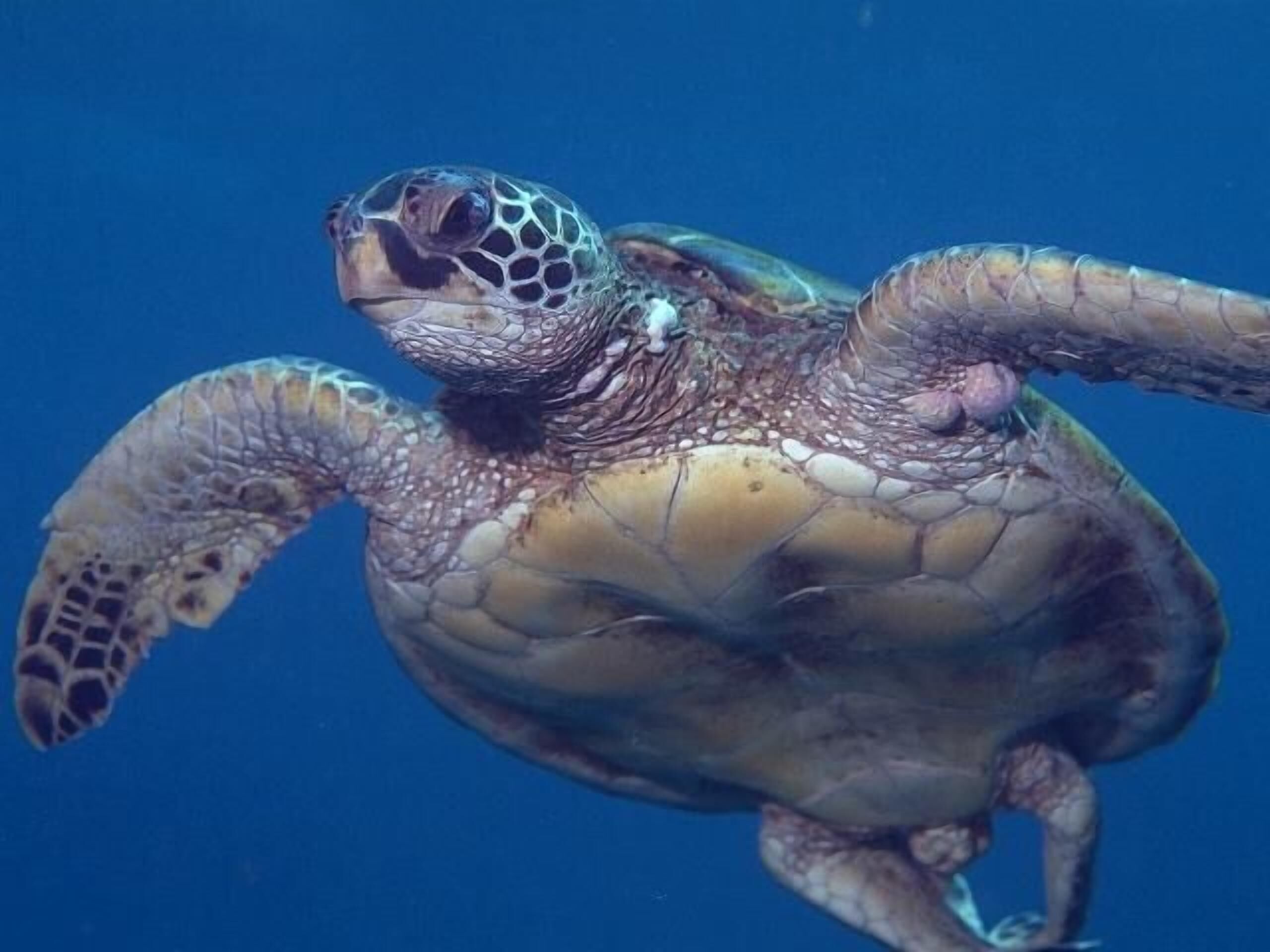Een zeeschildpad zwemt in de oceaan.