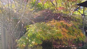 A garden with a rock formation, pebbles, and various plants.