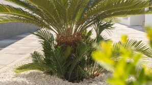 A palm tree in a white gravel bed with a modern building in the background. - New Luxury Modern Four-bedroom Villa With Pool (Kastela)