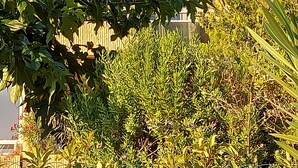Ein Gebäude mit Balkon, umgeben von dichter Vegetation.