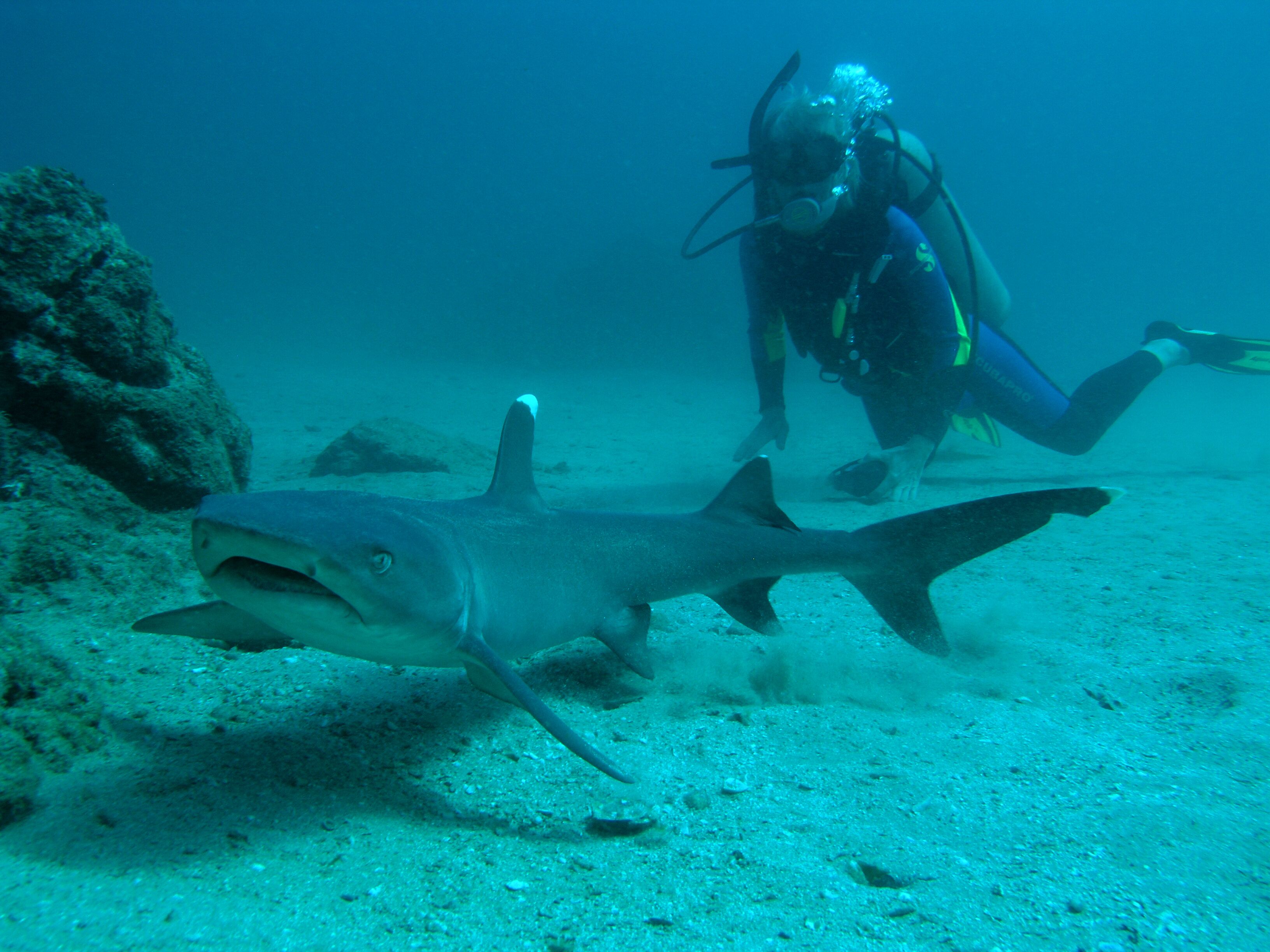 A diver and a shark in clear water.