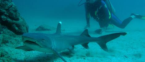 A diver and a shark in clear water.