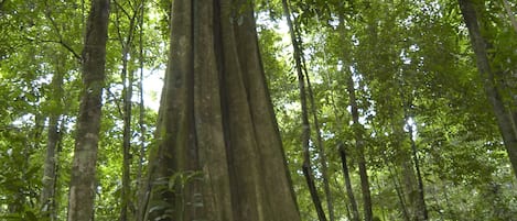Una persona sentada sobre un tocón de árbol en un bosque.