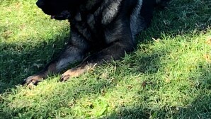 Un perro descansando sobre la hierba.