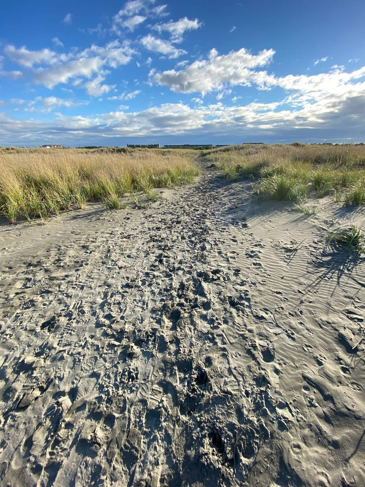 A sandy path with footprints leading through tall grass.