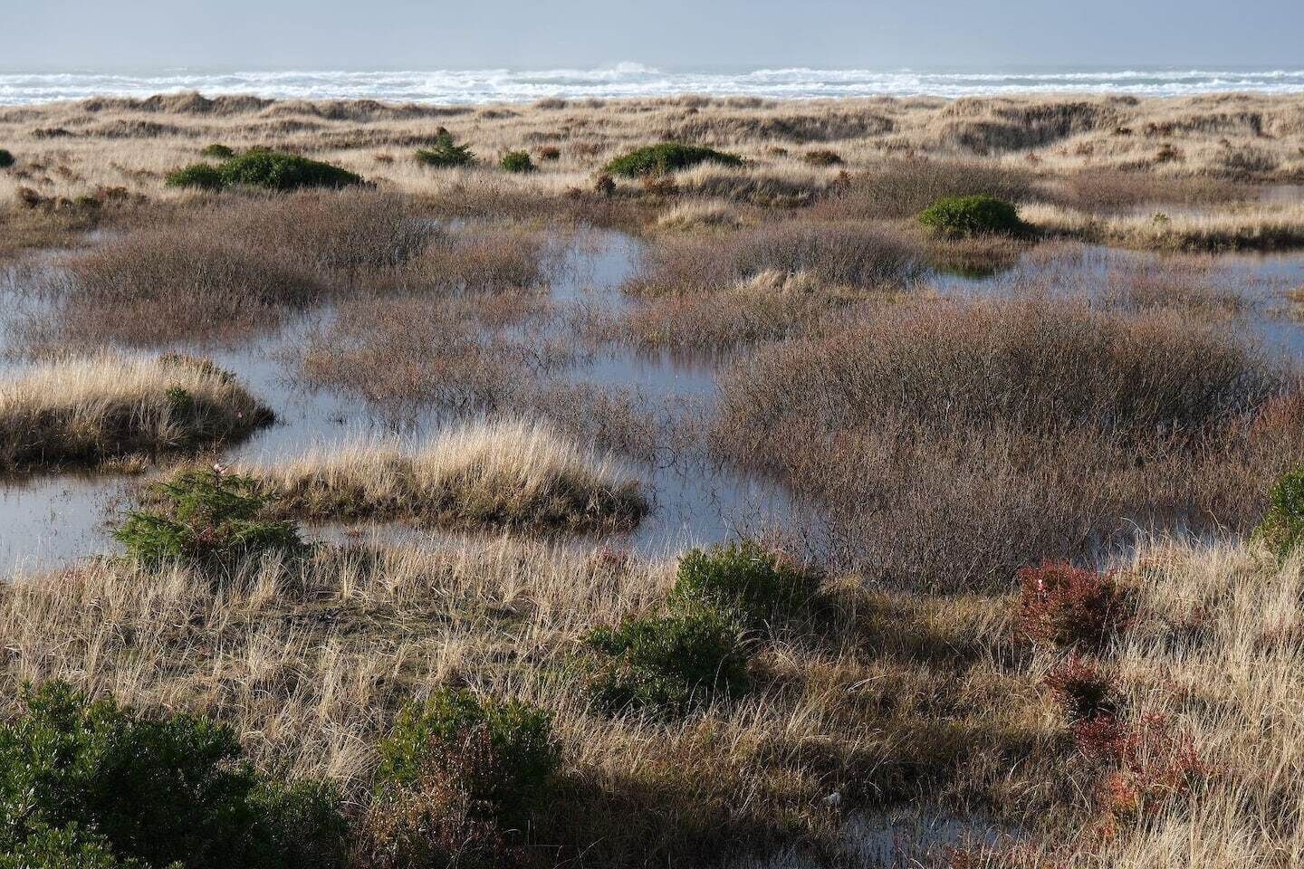 Een kustlandschap met waterplanten en uitzicht op de oceaan.
