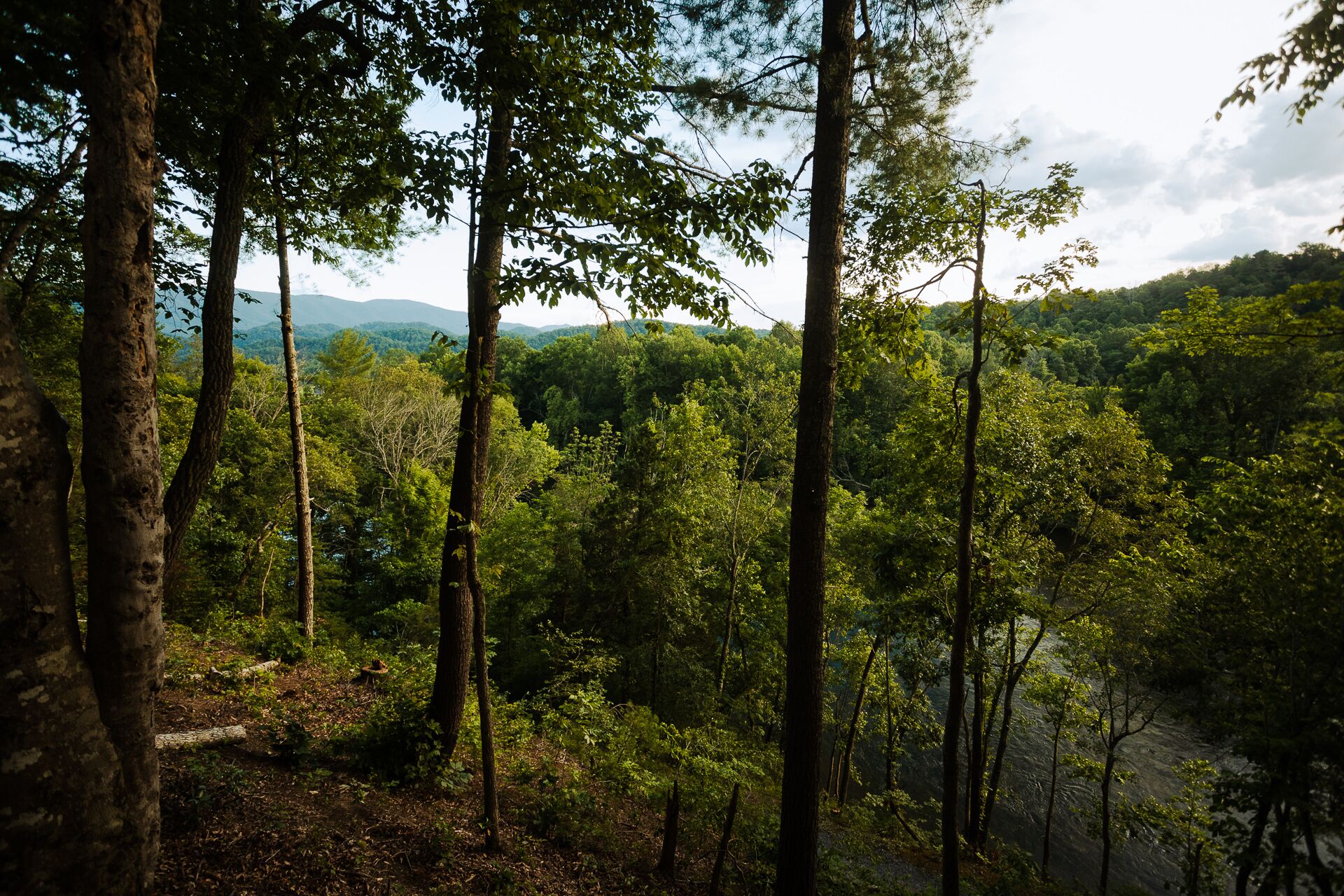A forested area with tall trees and a view of distant mountains.
