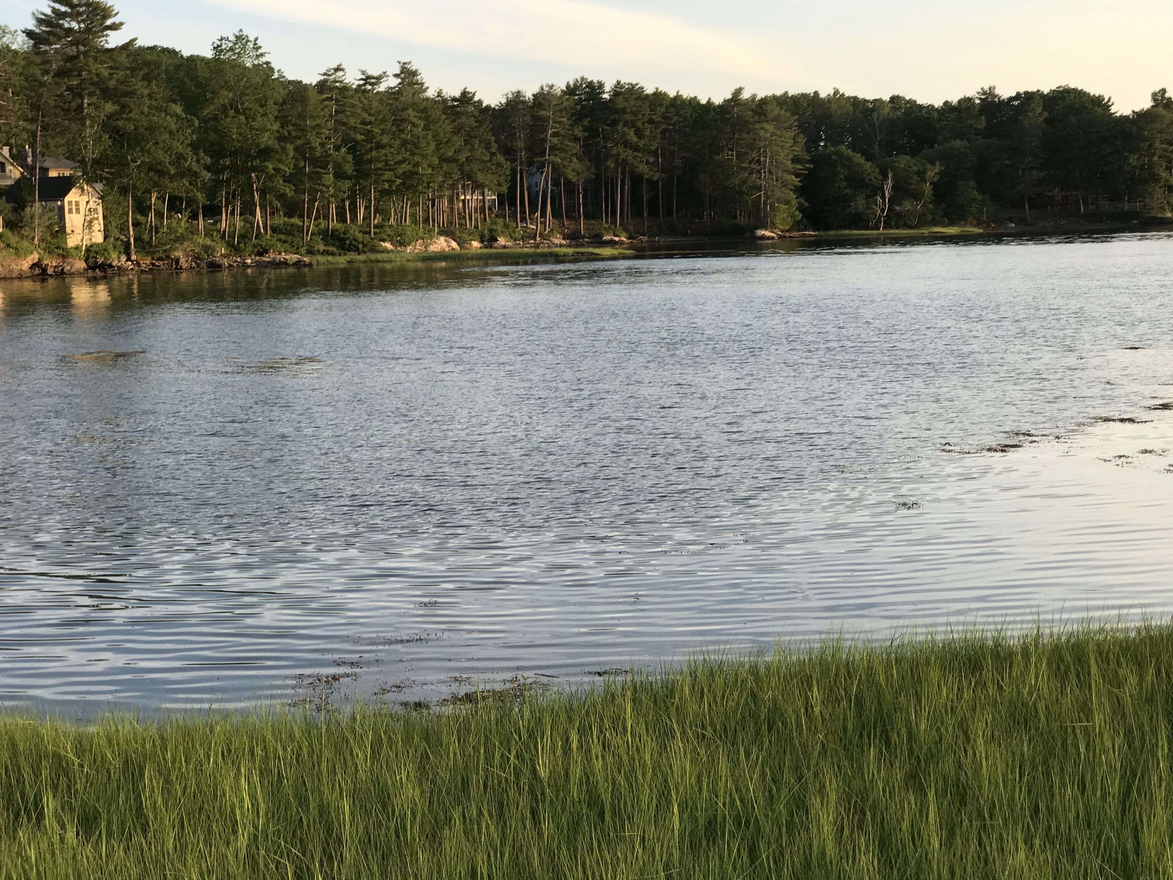 A calm lake with a grassy shoreline and a forested area in the background.