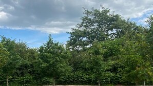 Un cadre naturel en plein air, avec une grande formation rocheuse, une pile de troncs d’arbres coupés et plusieurs souches d’arbres.