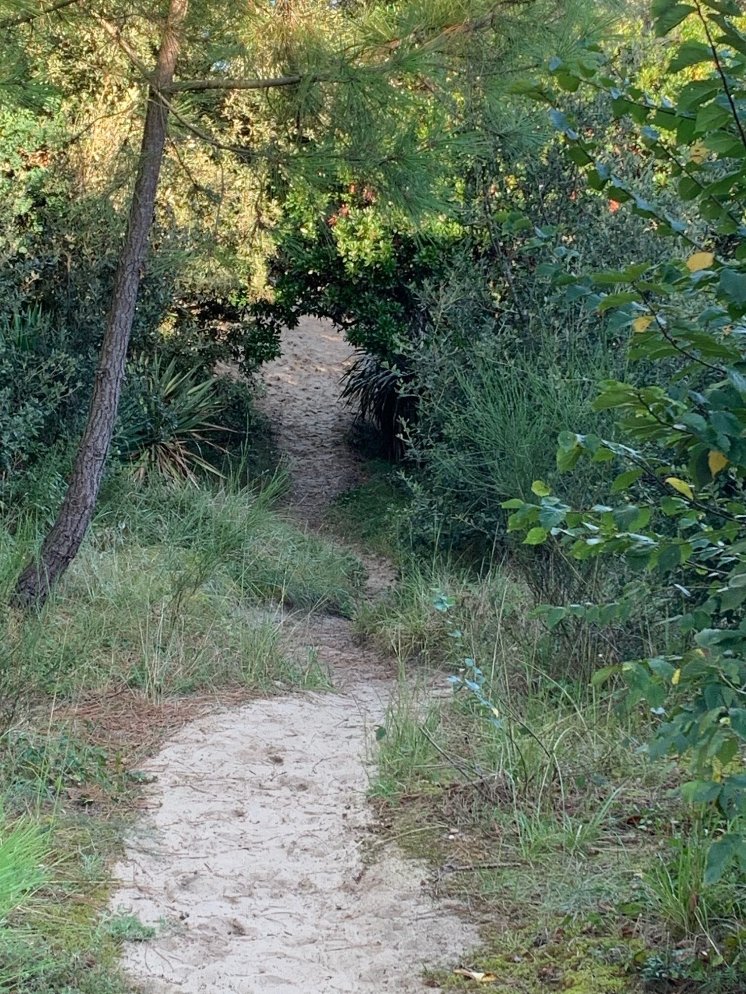 Een smal pad van aarde, omringd door weelderige begroeiing en bomen.