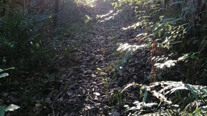 A forest path with sunlight filtering through the trees.