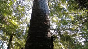 A tall tree trunk surrounded by dense ferns and other vegetation.