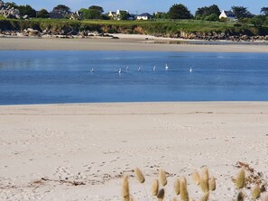 Plage, chaises longues