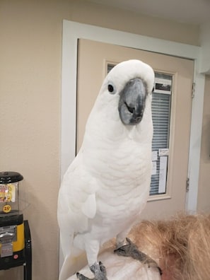 A white parrot perched on a person's head.
