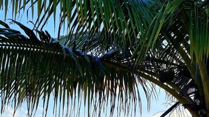 Una playa con palmeras y un mar tranquilo.
