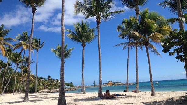 A beach with palm trees and a clear blue sky. - Charming studio with superb sea view (Le Gosier)