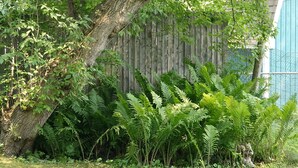 Un jardín con helechos variados y un árbol, una cerca de madera y una cerca metálica al fondo.