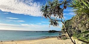 A beach with clear blue water, a sandy shore, and a palm tree.