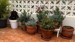 Topfpflanzen auf einer gefliesten Terrasse, im Hintergrund eine weiße Rankenwand.