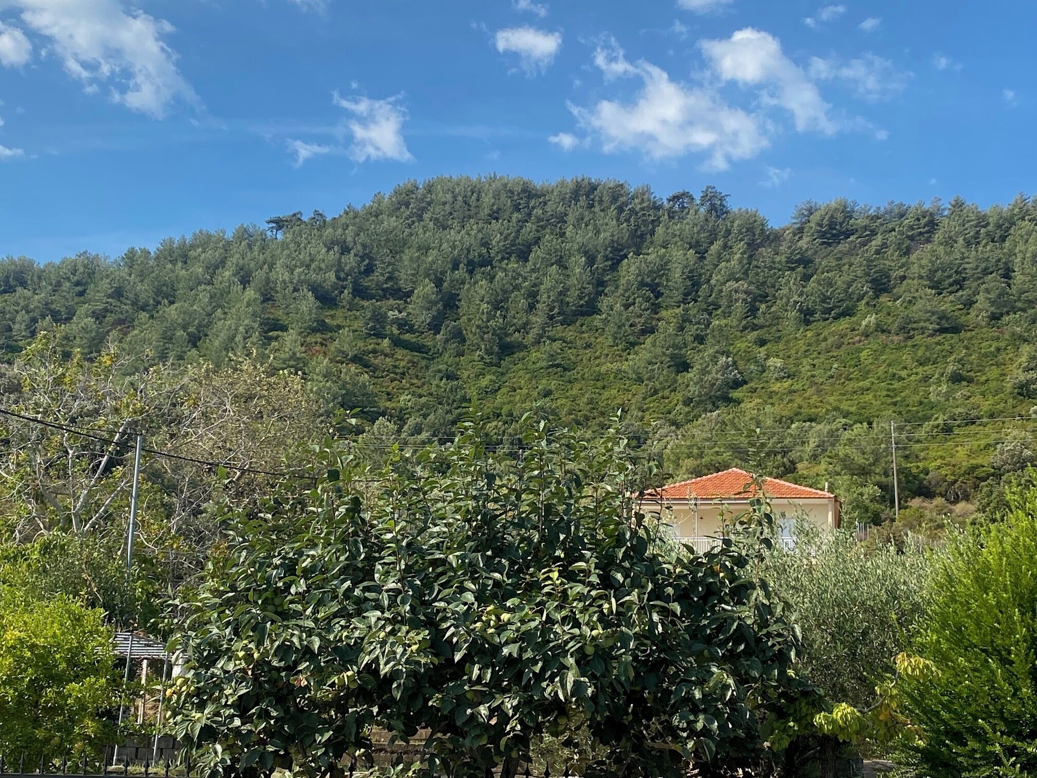 A building with a red-tiled roof surrounded by dense green foliage and a forested hill in the background.