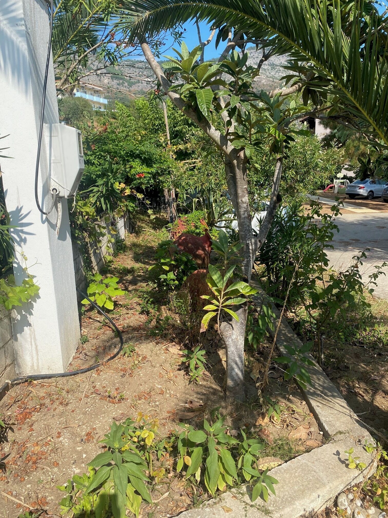 Un jardín con varias plantas, un árbol pequeño y un cuadro blanco.
