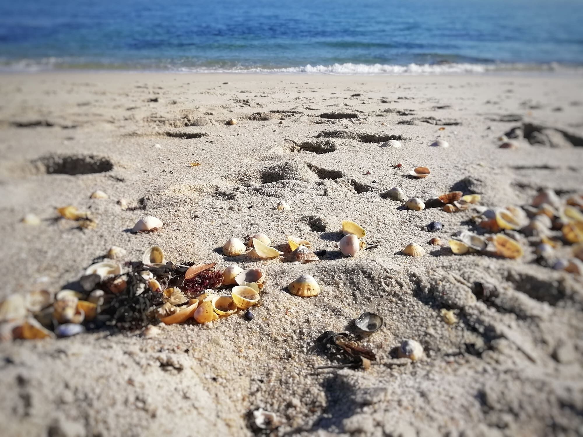 A sandy beach with scattered seashells and seaweed.