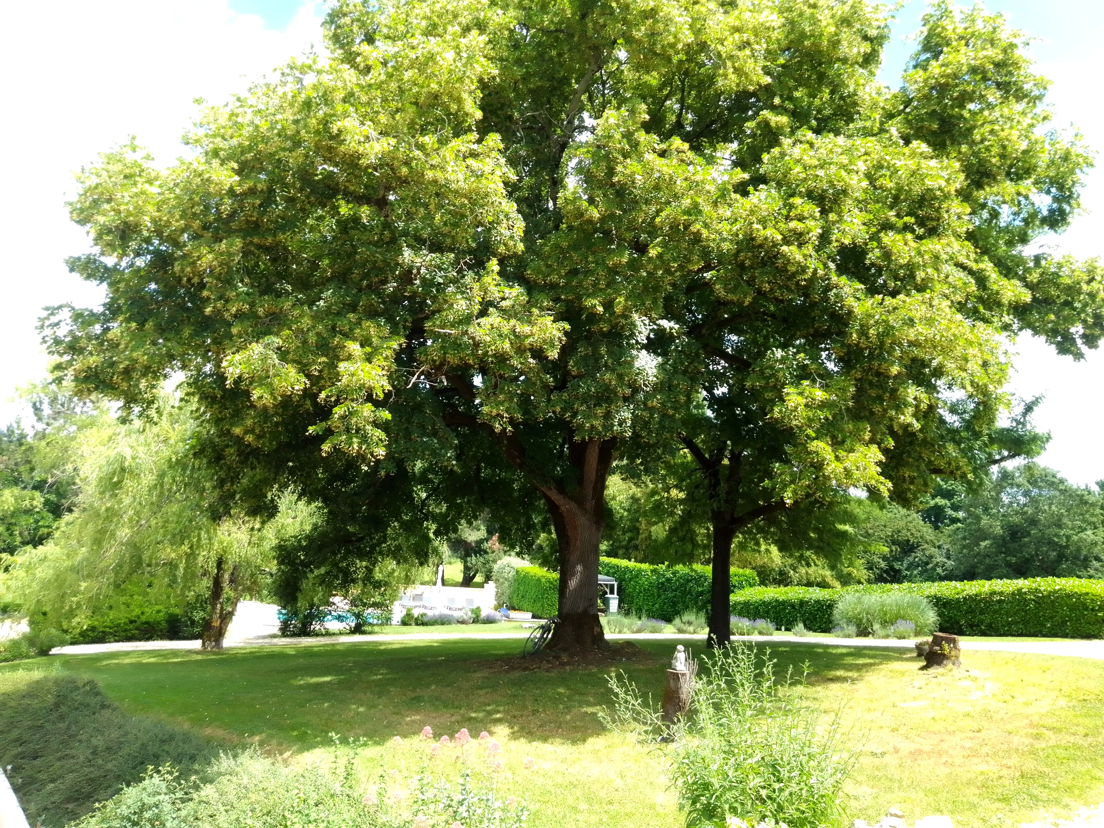 Ein großer Baum in einem gepflegten Garten mit Rasen, einer Statue und einem weißen Gebäude im Hintergrund.