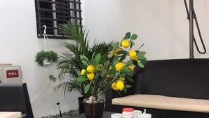 A seating area with a wicker sofa, a small table with a potted plant, and a TCL appliance on the wall.