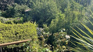 A lush garden with various plants and a wooden fence. - Entire 1bed Studio With Ensuite, Balcony & Parking (Westcliff-on-Sea)