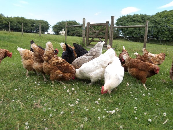 Un grupo de gallinas en un campo cubierto de hierba, con un portón de madera al fondo.