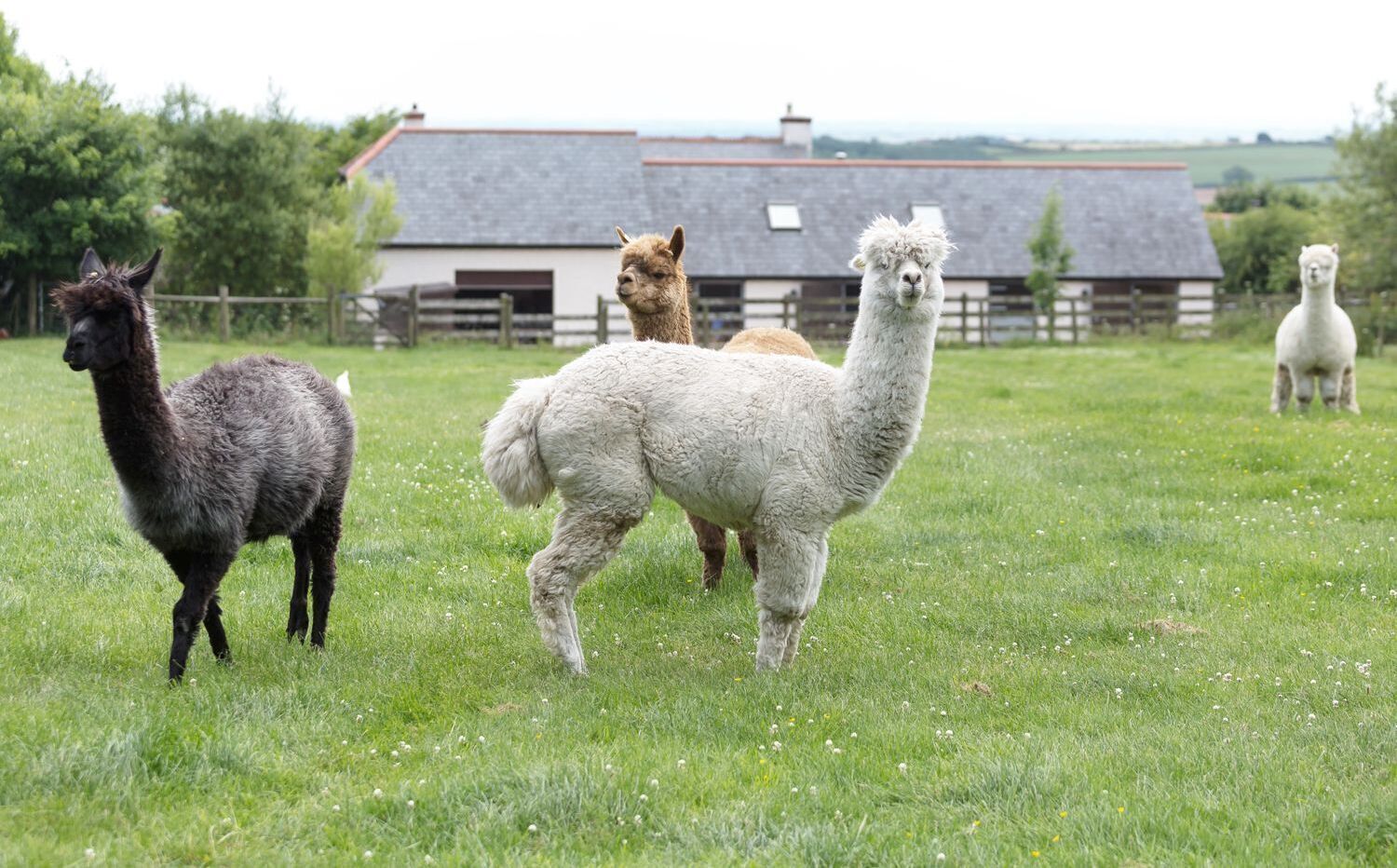 A grassy field with three alpacas and a farmhouse in the background.