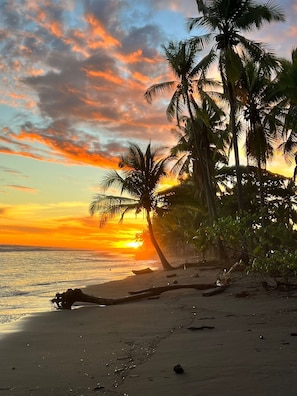 A beach with palm trees and a sunset.