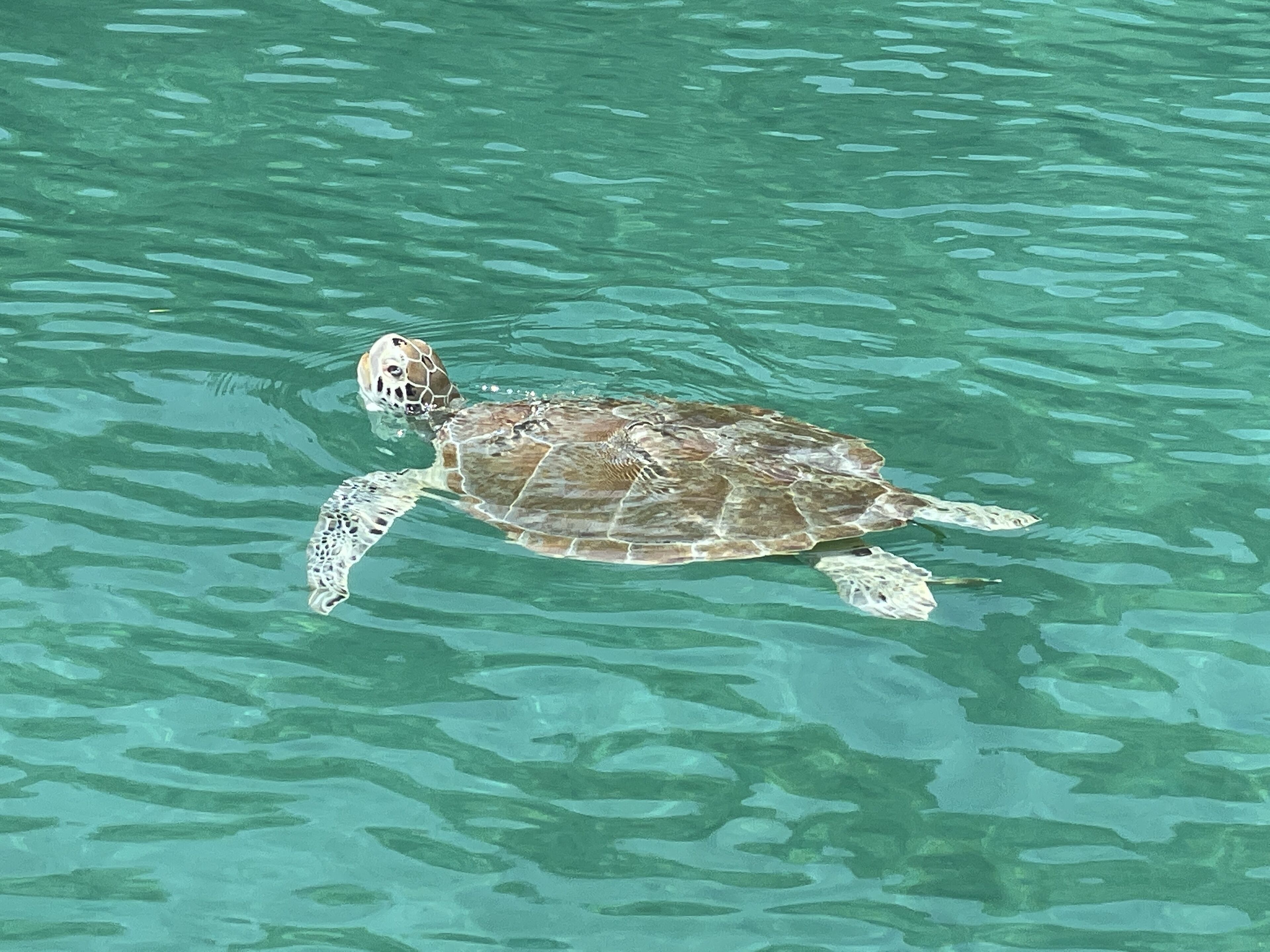 Eine Meeresschildkröte schwimmt in klarem Wasser.