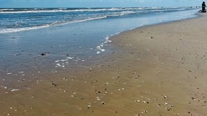 Une plage avec un ciel dégagé, une mer calme et quelques coquillages dispersés sur le sable.