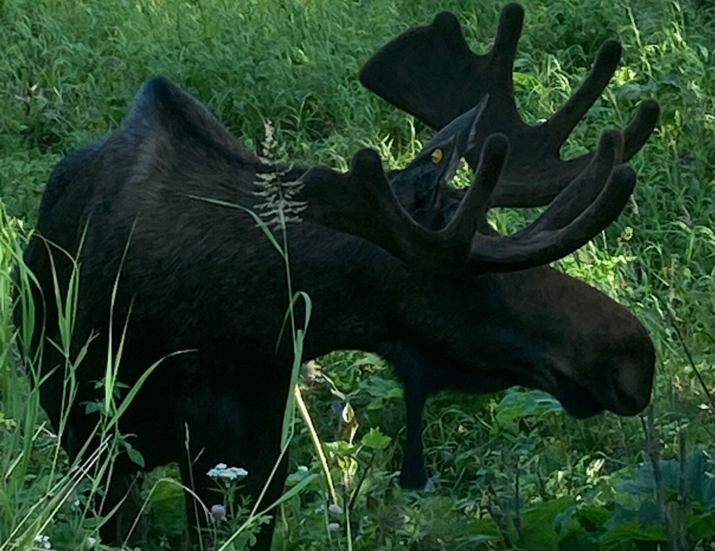 A moose in a grassy area.