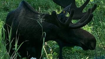 A moose in a grassy area.