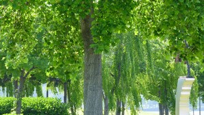 A park with trees and a white bench. - Kohan no yado Kojima (Toyako)