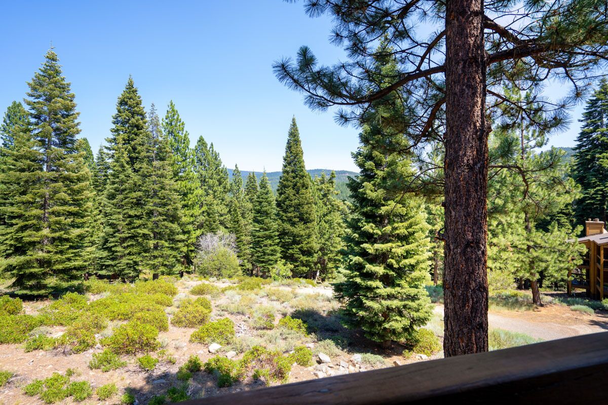 A forested area with a wooden structure, likely a cabin or lodge, surrounded by tall evergreen trees and some low-lying shrubs.