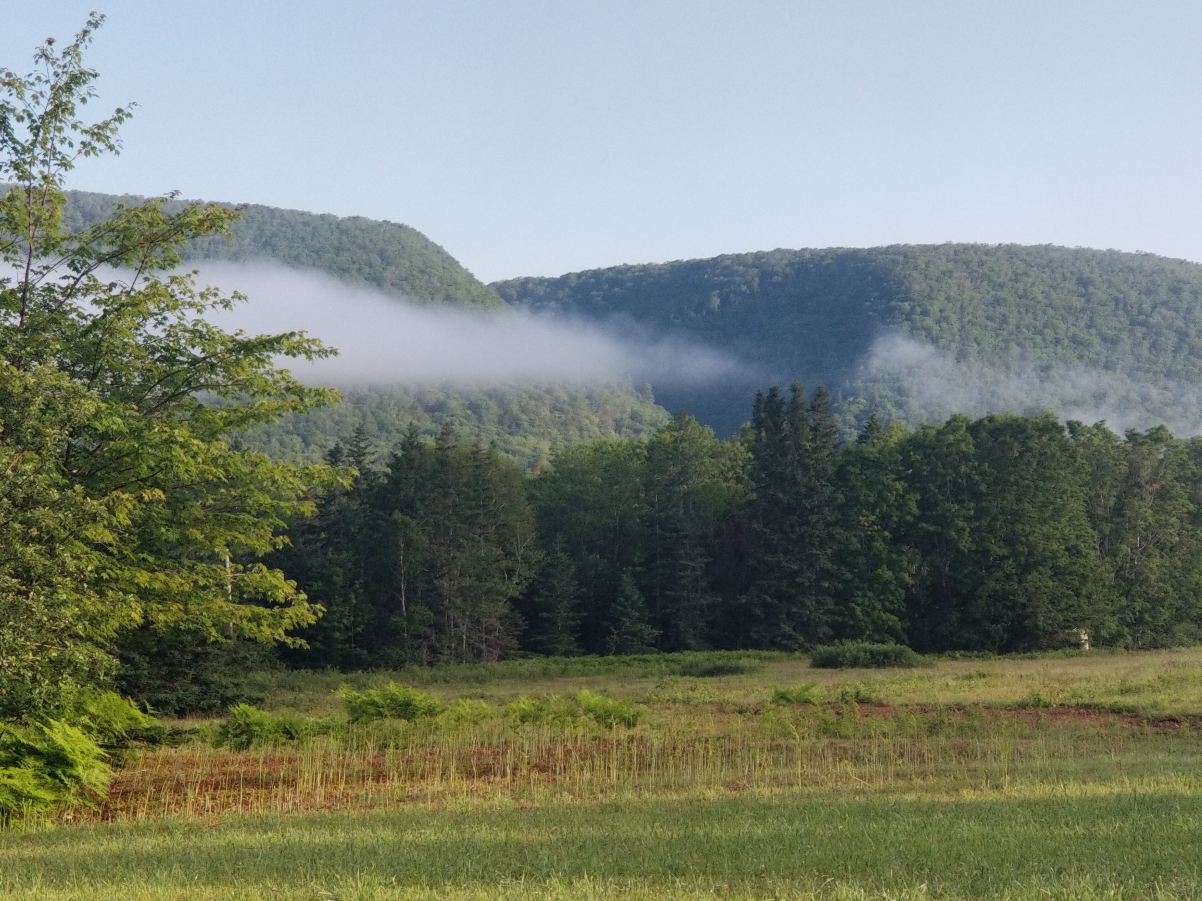 A natural landscape with a forested hill and a field.