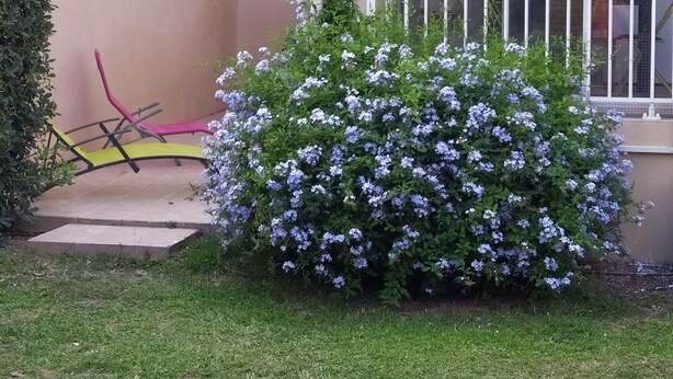 A house with a large window, a small garden with a bush of purple flowers, and a pink and yellow chair. - House 6 pers. direct beach access(100 meters walk) (Borgo)