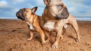 Two dogs on a sandy beach with a cloudy sky in the background. - Anastasia Lodge (St Augustine Beach)