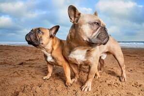 Two dogs on a sandy beach with a cloudy sky in the background. - Anastasia Lodge (St Augustine Beach)