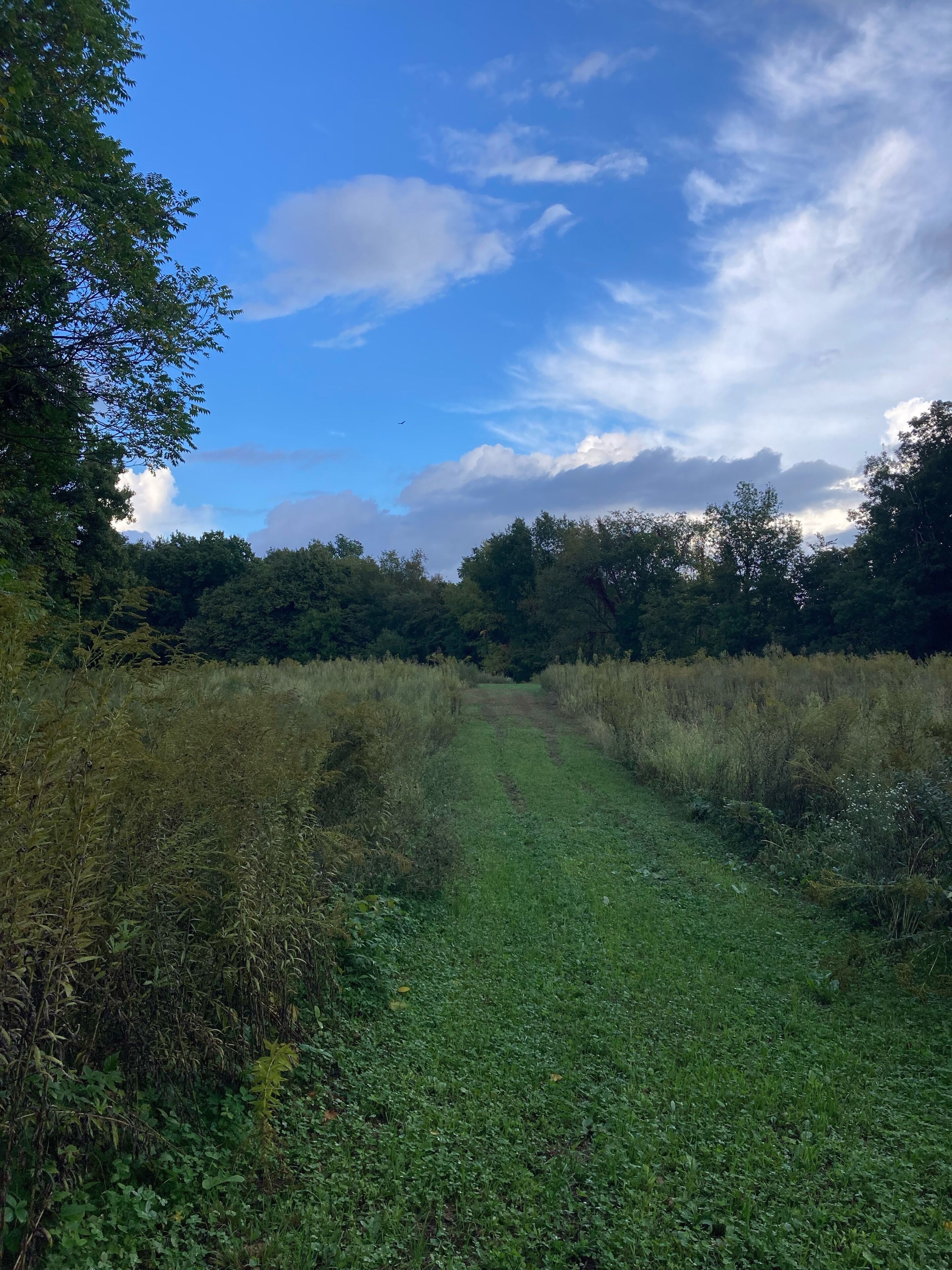 A natural landscape with a dirt path leading through a grassy area with trees on either side.