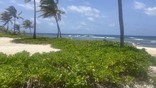 Ein Strand mit Palmen und Meereswellen.